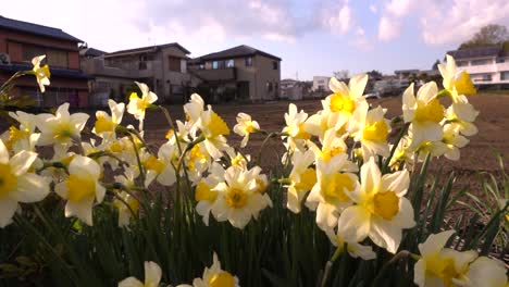 close up of beautiful yellow and white daffodils waving in wind