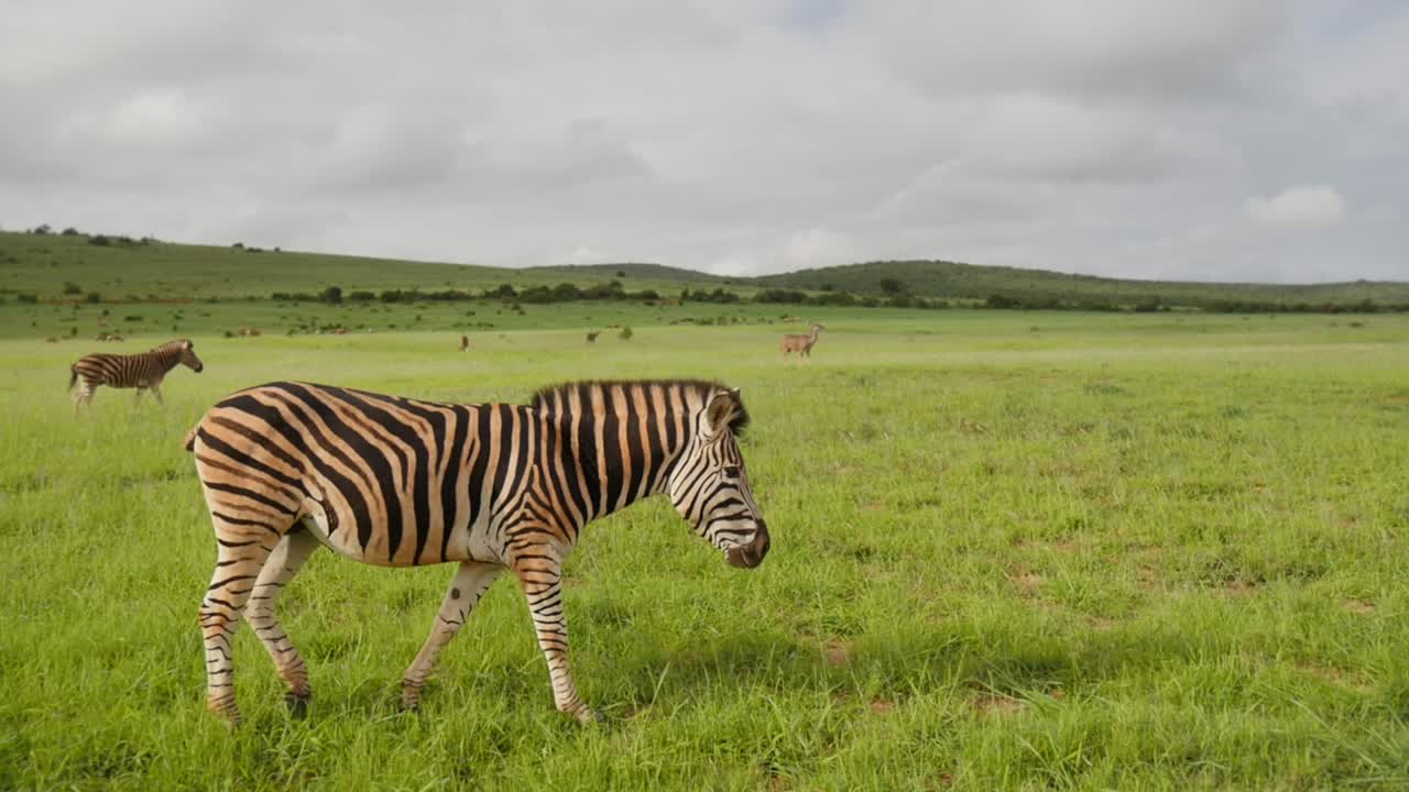 Tracking shot of a zebra wandering the luscious grassland of the South African plains with several other zebras moving in unison in the background