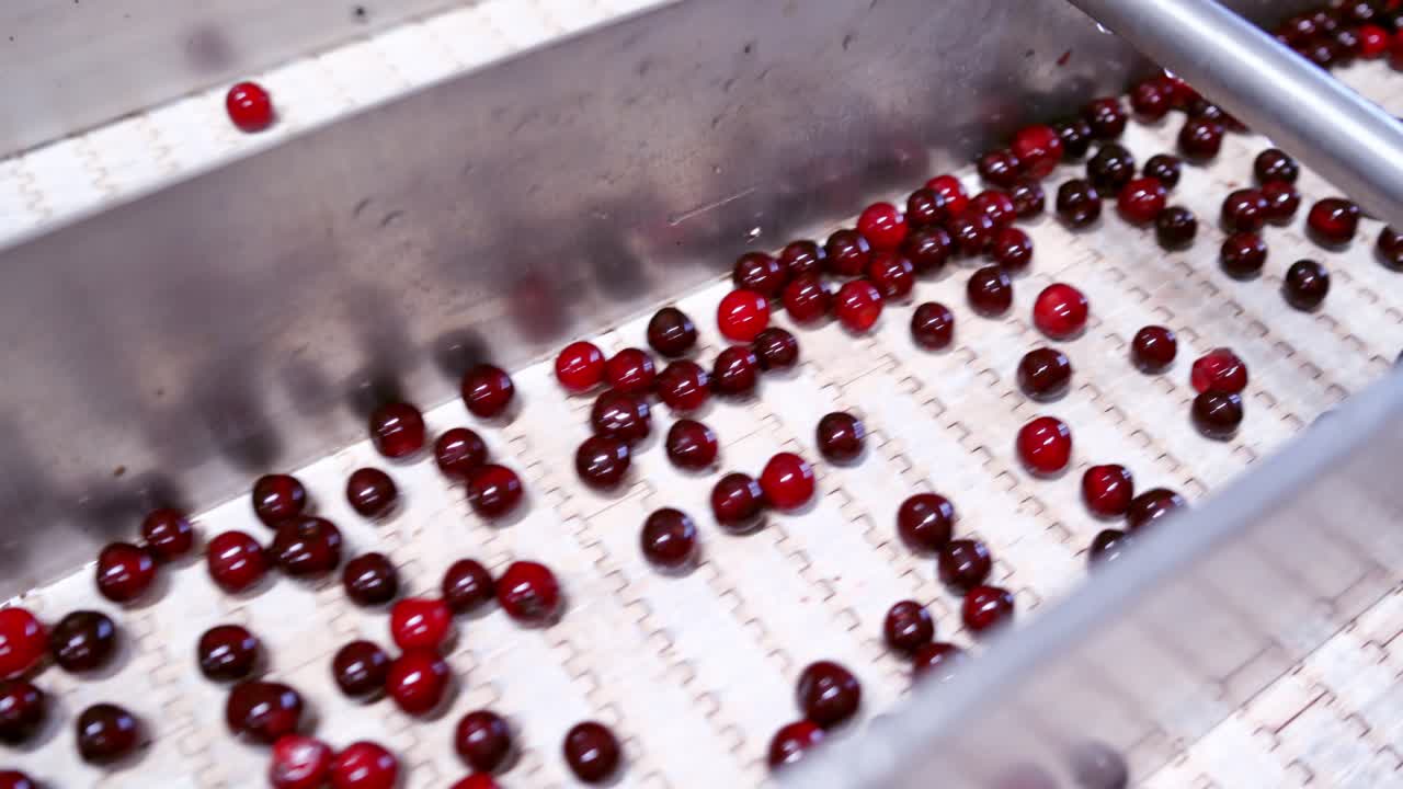 Red ripe berries. Fresh cherries on a conveyor belt. Sweet fruits on the factory. Close-up.
