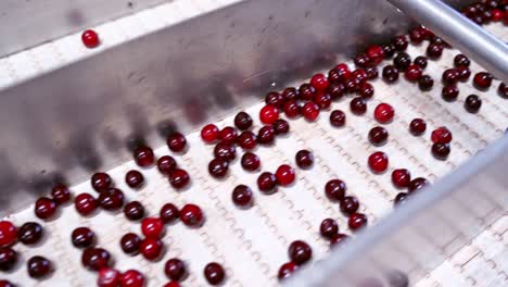red ripe berries. fresh cherries on a conveyor belt. sweet fruits on the factory. close-up.