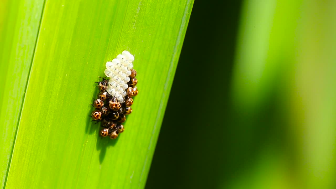 Macro closeup of a insect eggs on a leaf of a water reed
