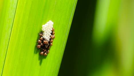 Macro-closeup-of-a-insect-eggs-on-a-leaf-of-a-water-reed