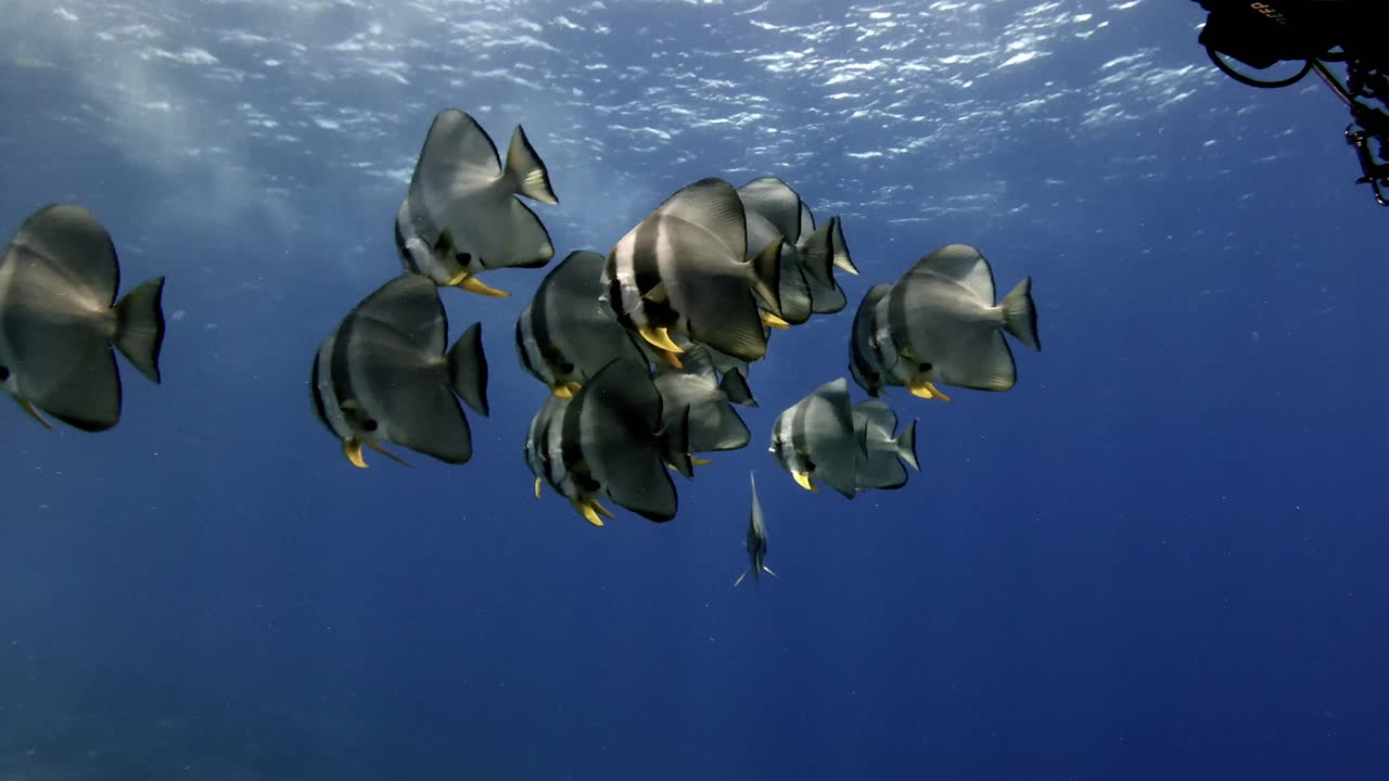 Shoal of Batfish swimming in blue ocean