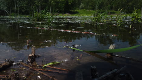 Amplia-Toma-Panorámica-En-Movimiento-Lento-De-ángulo-Bajo-De-La-Superficie-Del-Agua-Del-Estanque-Que-Ilustra-La-Vida-Del-Estanque