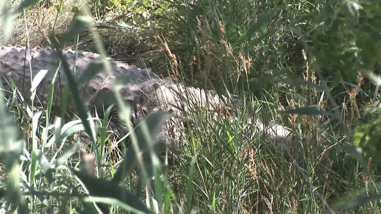 풀 속에 숨겨진 악어