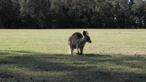 bebé joey canguro pastando en un campo cubierto de hierba a la sombra en el interior de australia