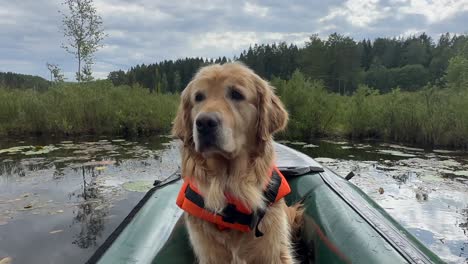 A-calm,-young,-and-joyful-female-Golden-Retriever-is-sitting-in-an-inflatable-packraft-boat-wearing-a-life-jacket,-attentively-watching-for-birds-while-her-owner-paddles-the-kayak