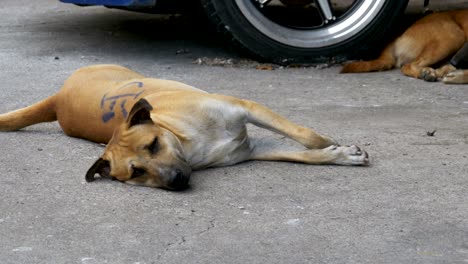 the homeless red dog lies on the asphalt road. thailand, pattaya