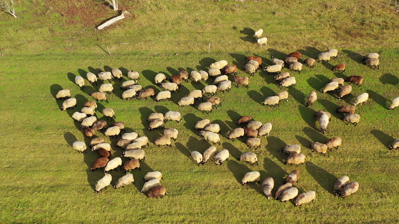 Sheep on meadow in sunny day. Beautiful sheep herd grazing on field. View from above on fluffy domestic animals eating grass. Camera rising up.