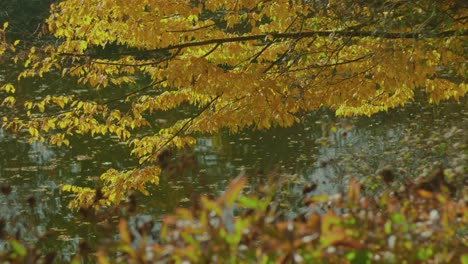 autumn trees reflected on lake on bright light with focus pull falling leaves