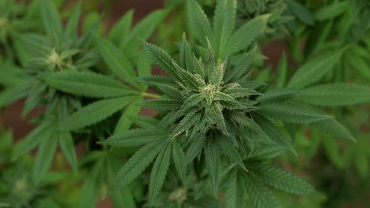 cultivo de plantas de cannabis. investigación de cannabis para su uso en medicina, recopilación de datos. investigación de aceite de cáñamo. producción de marihuana.