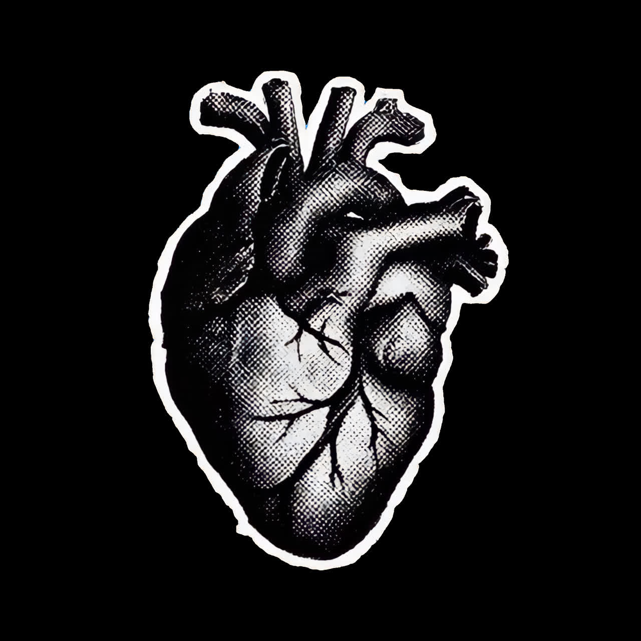 Vintage anatomical heart illustration animation isolated asset, transparent 4K video, alpha channel