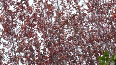 Almond-tree-branches-filled-with-dar-red-leaves-and-flowers-in-Salamanca,-Spain