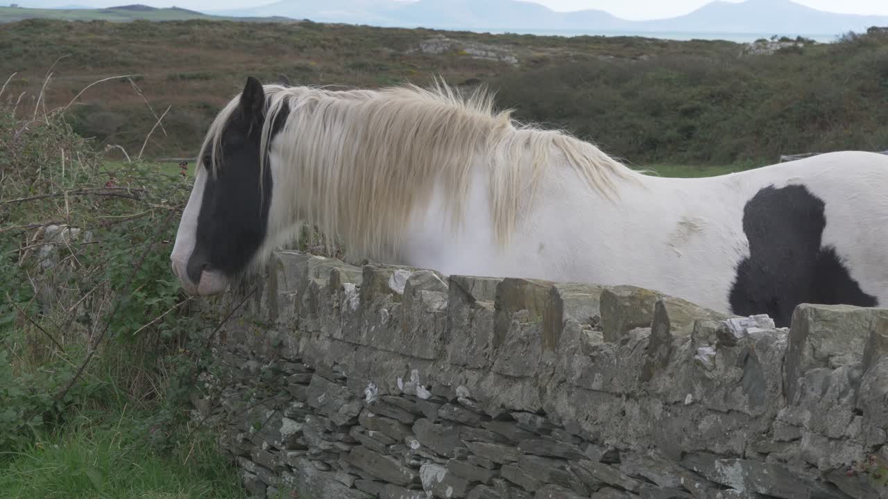 el caballo está parado detrás de una cerca de piedra