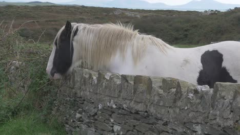 The-Horse-Stands-Behind-A-Stone-Fence