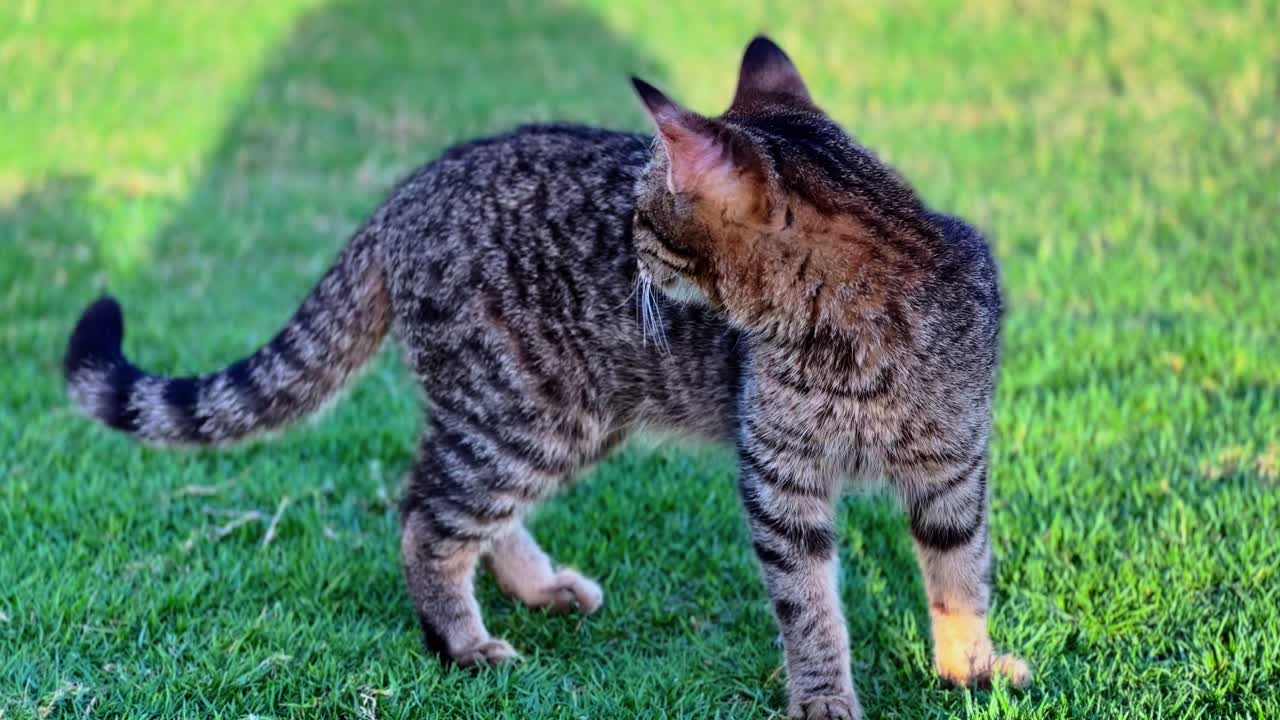 Vibrant 4K shot of a tabby cat standing alert on green grass, golden hour light casting warm tones. Great for pet, wildlife, or outdoor themes.
