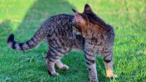 Vibrant 4K shot of a tabby cat standing alert on green grass, golden hour light casting warm tones. Great for pet, wildlife, or outdoor themes.