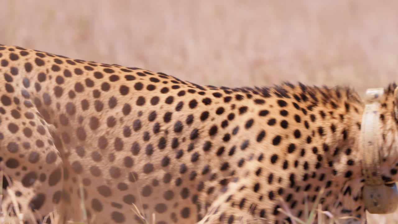 Ampia inquadratura panoramica di un ghepardo che cammina tra le praterie della savana
