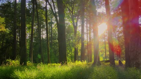 Smooth-drone-video-footage-of-a-magical,-lush,-green-forest-with-beautiful-golden-light-during-summer