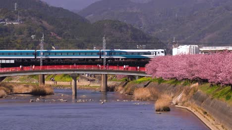 wide river view of blue and white train running over bridge with sakura trees