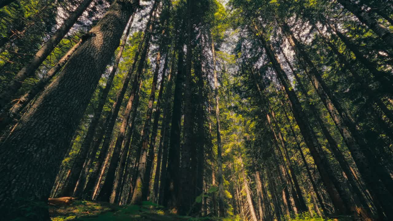 Sentiero sereno nella foresta nel Parco nazionale del Durmitor, vegetazione lussureggiante, atmosfera calma
