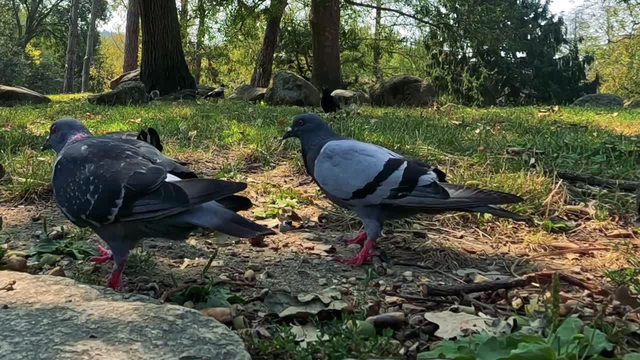 공원에서 비둘기
