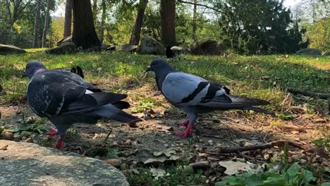 palomas en un parque