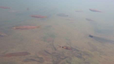 Los-Peces-De-Agua-Dulce-Se-Reúnen-Bajo-El-Agua-Como-Una-Reunión.