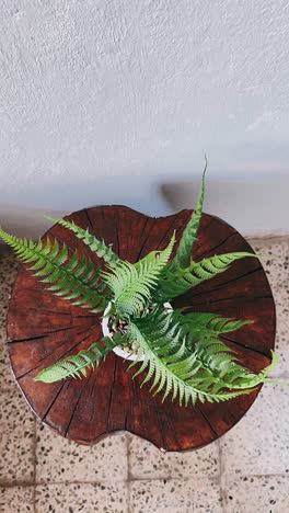 fern plant on wooden tree stump table