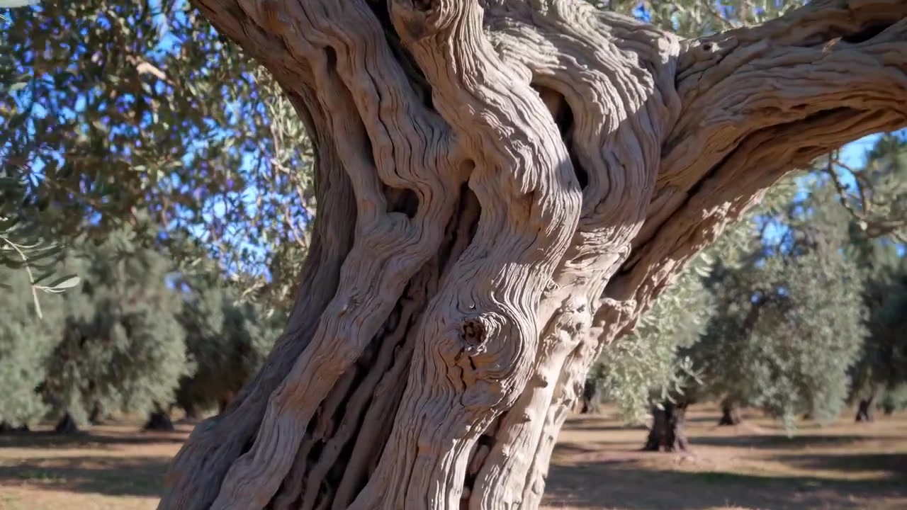 Vista dettagliata di un tronco d'ulivo contorto in un uliveto soleggiato.