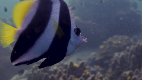 longfin bannerfish de cerca en koh tao, tailandia