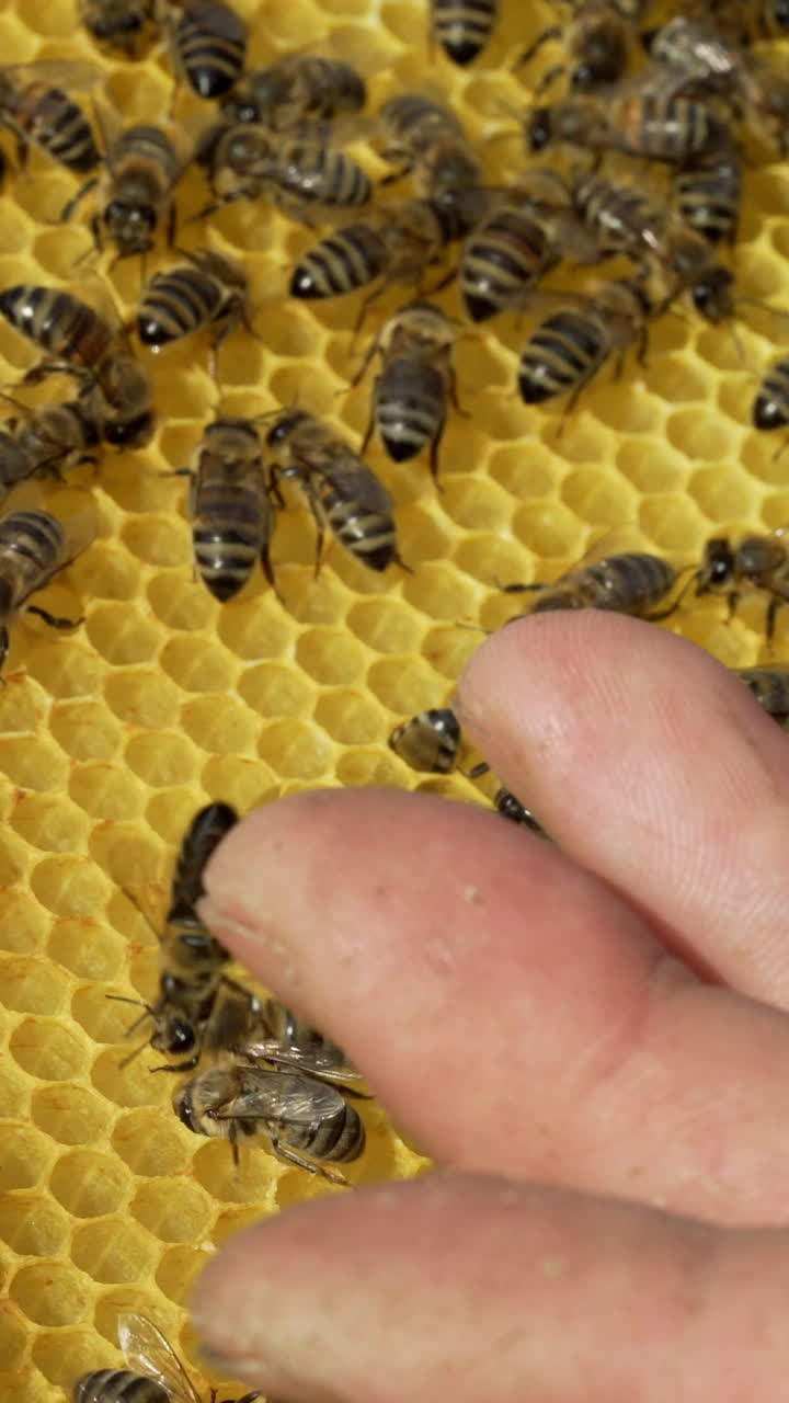 a beekeeper keeps a wooden frame with honeycomb and bees. Close-up of honey bee Vertical video