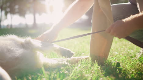 closeup man hands hold leash rub pet. fluffy dog lying green grass in park