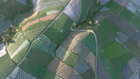 aerial drone video of a top down view green vegetable plantation