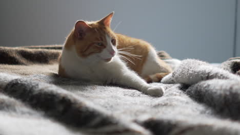 Sleepy-cat-on-laying-on-bed