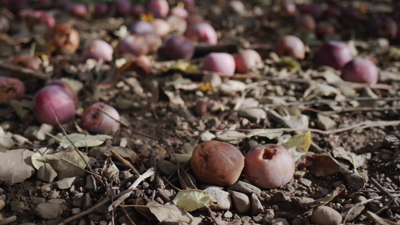 Rotten apples lie on the ground under apple trees in the farmer's garden. Missing products and losses