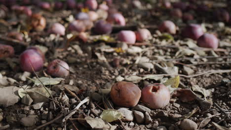 Im-Bauerngarten-Liegen-Unter-Apfelbäumen-Faule-Äpfel-Auf-Dem-Boden.-Fehlende-Produkte-Und-Verluste