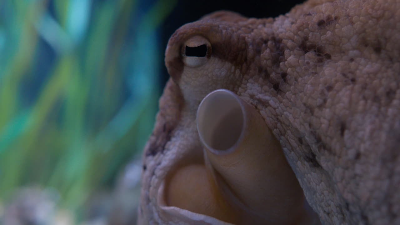 활동 중인 문어 물 시폰의 클로즈업