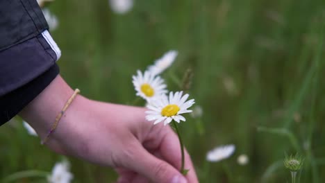 Recoger-La-Flor-De-Margarita-Con-La-Mano-De-Una-Niña