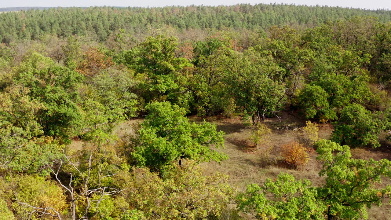 Old trees on the meadow. Forest with trees in a sunny autumn day. Nature background. Colorful landscape of nature. Peaceful woodland. Aerial view.