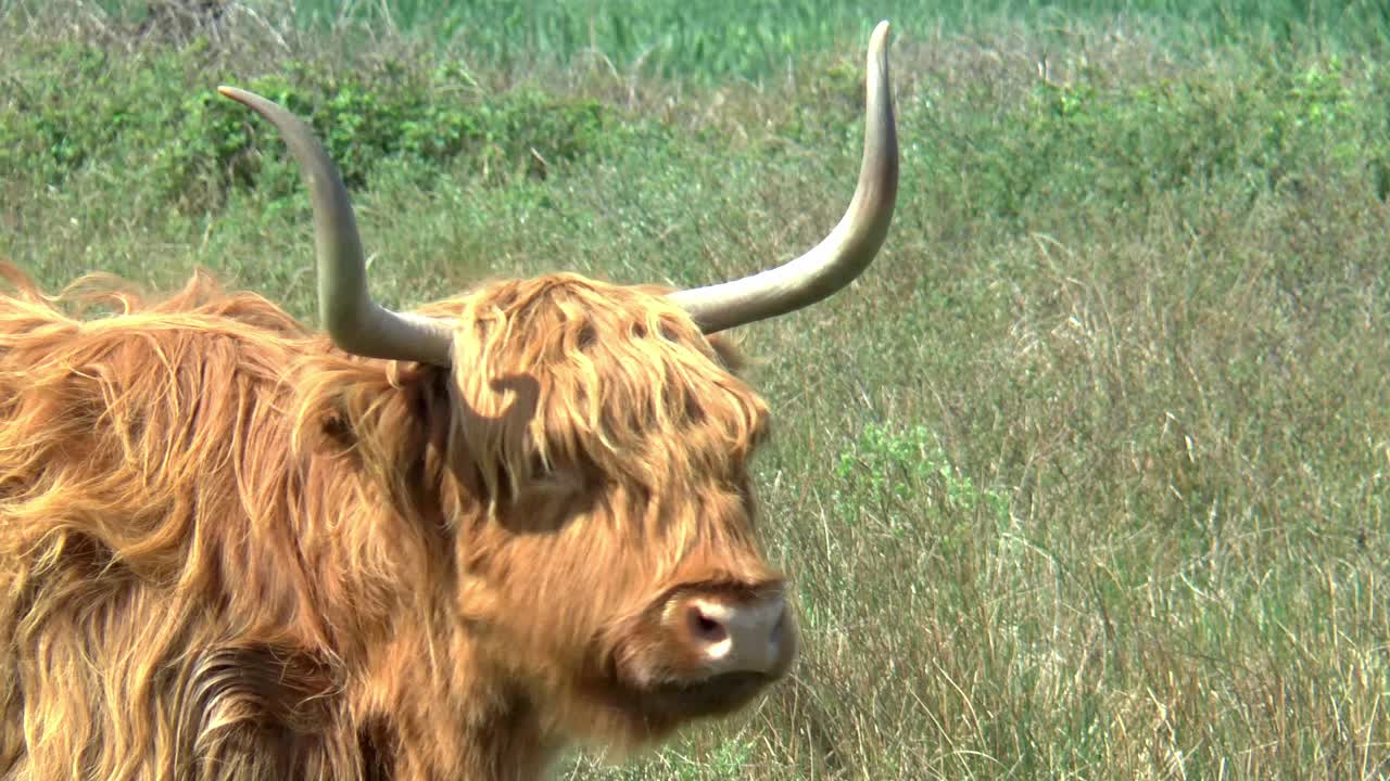 Highland Cow with long horns and long, wavy, woolly coat licks his nose