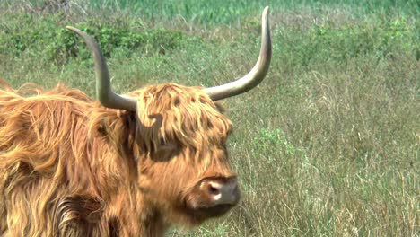 highland cow with long horns and long, wavy, woolly coat licks his nose