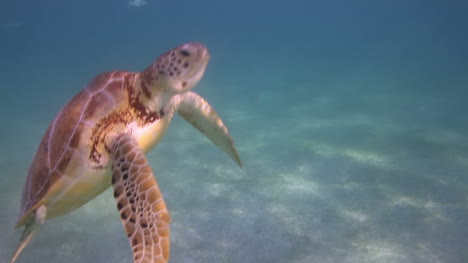 Tortuga-Nadando-En-Aguas-Claras