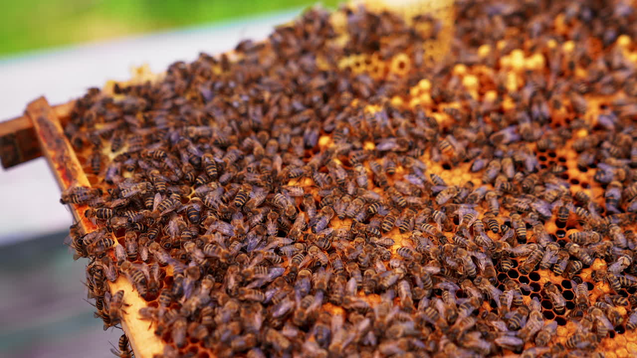 primer plano de las abejas en el panal