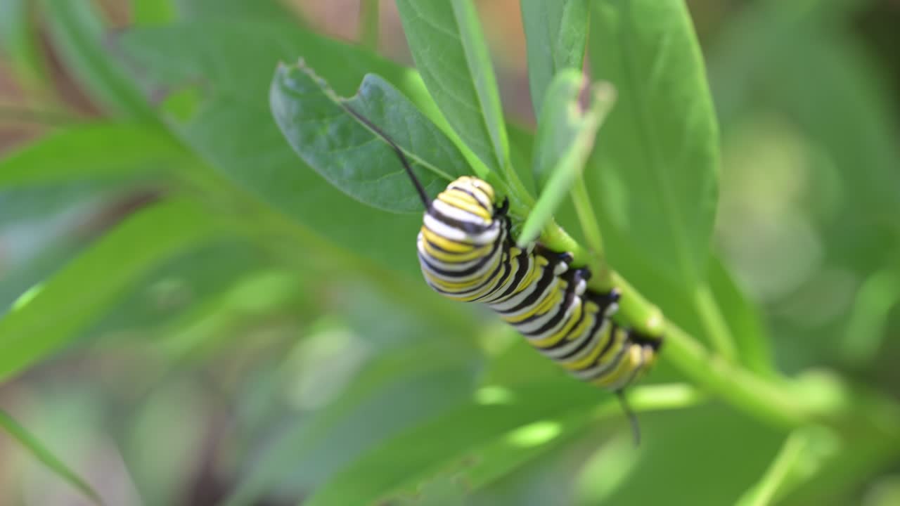 A close-up video of a striped Monarch caterpillar eating a green milkweed leaf in a garden. This macro footage is perfect for projects about nature, wildlife, insects, and the butterfly life cycle