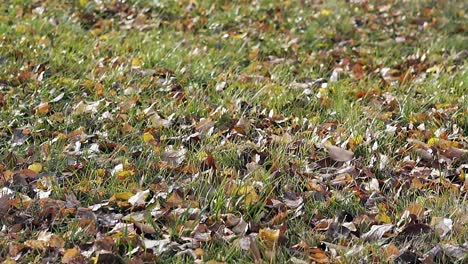 leaves lie on thin grass and light wind blows on sunny day