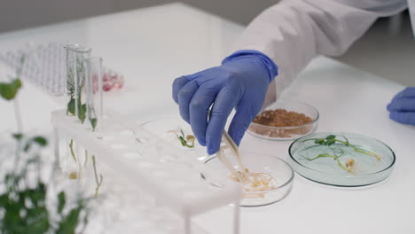 scientist examining gm plant seeds