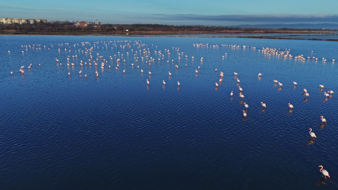 Flamingos gather in water under clear sky at day time