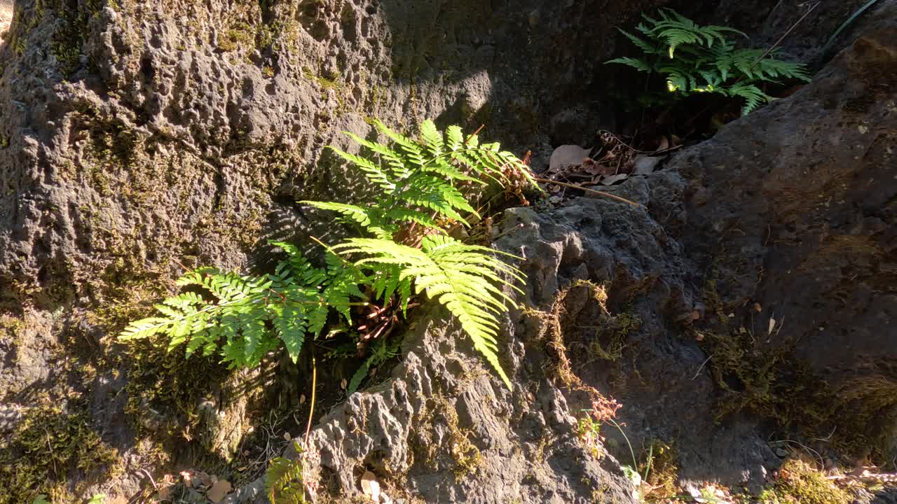 helechos que crecen en una superficie rocosa salpicada por el sol