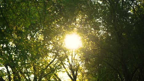 Giant-flaming-gas-ball-glowing-through-the-trees